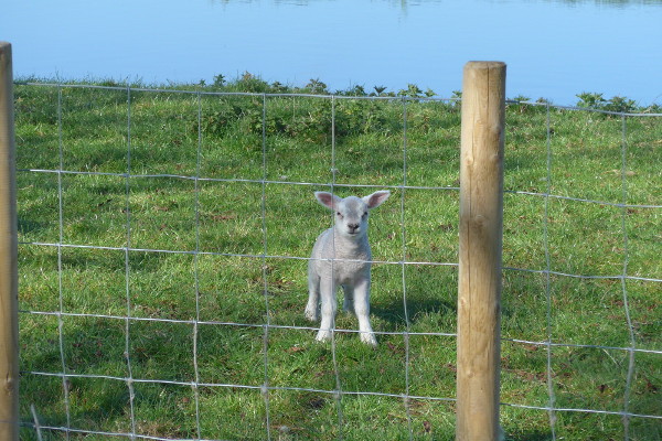 Lammetje in de weide